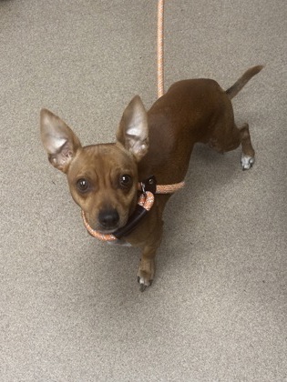 Shelter Stray Male Dog last seen Near Hunters Valley 30038, 30038, GA, 3280 Chamblee Dunwoody Rd, Chamblee, GA 30341, USA