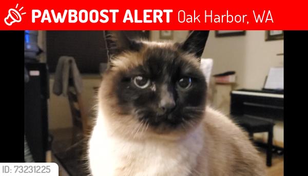 Lost Female Cat last seen 5th and Heller, Oak Harbor, WA 98277