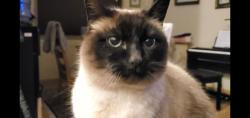 Lost Female Cat last seen 5th and Heller, Oak Harbor, WA 98277