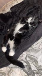 Reunited Female Cat last seen Lyndhurst Avenue Hazel grove, Hazel Grove, England SK7 5LE