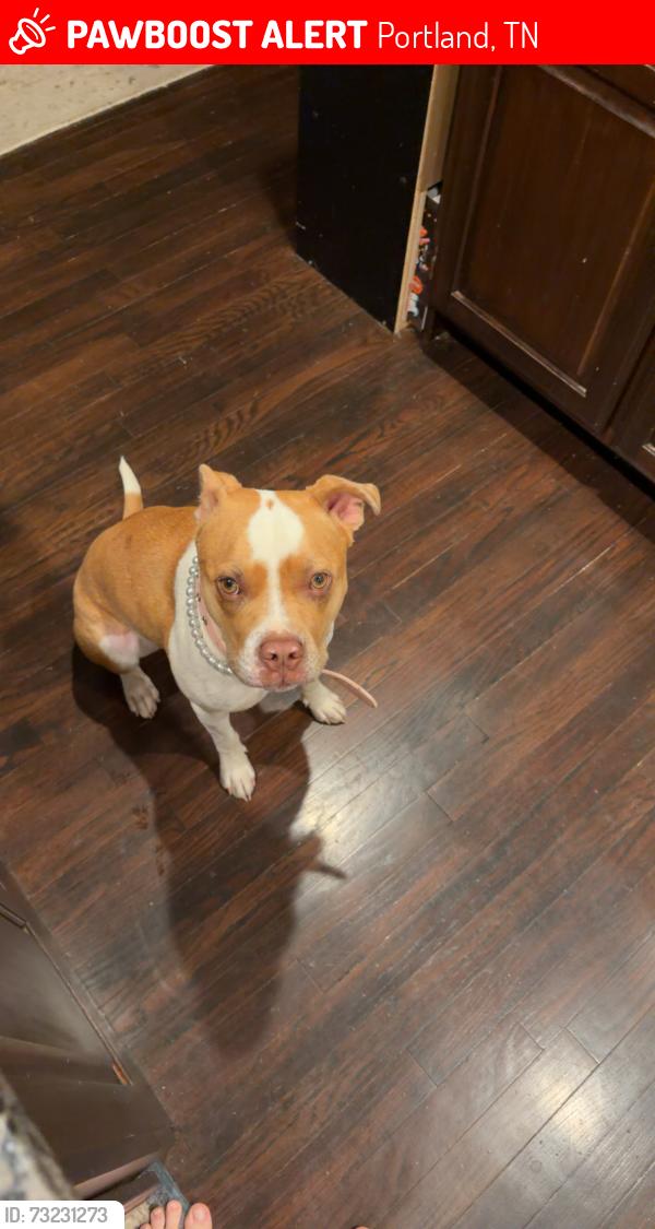 Lost Female Dog last seen Highway 259, Portland, TN 37148