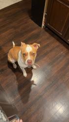 Lost Female Dog last seen Highway 259, Portland, TN 37148
