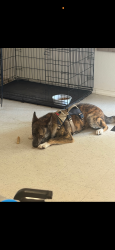 Lost Male Dog last seen Not sure, Florence, TX 76527