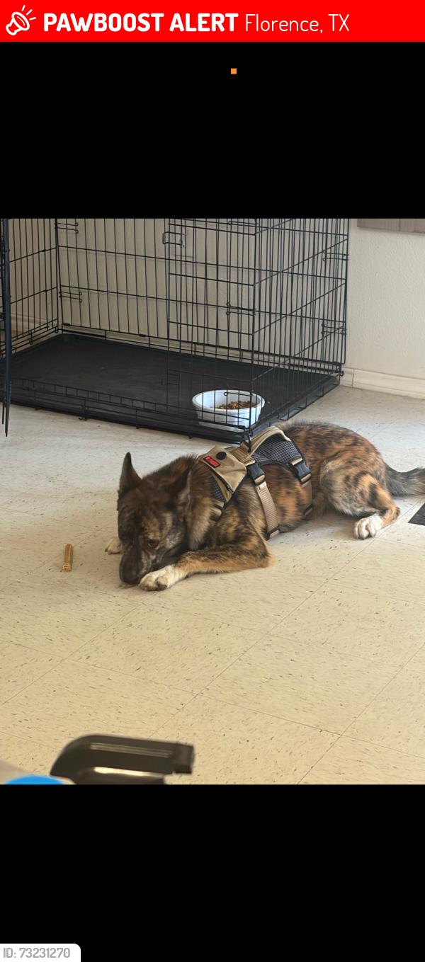 Lost Male Dog last seen Not sure, Florence, TX 76527