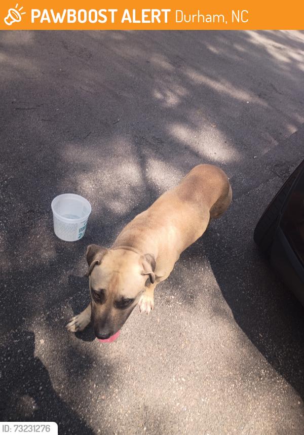 Found/Stray Male Dog last seen seen Fox Crossing apmts & Lynn Rd, Durham, NC 27703