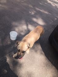 Found/Stray Male Dog last seen seen Fox Crossing apmts & Lynn Rd, Durham, NC 27703