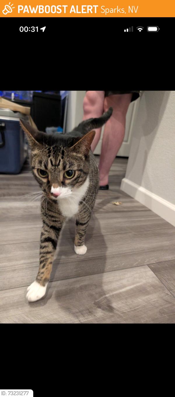 Found/Stray Unknown Cat last seen Behind Winco in Merida Toll Brothers community., Sparks, NV 89431