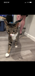 Found/Stray Unknown Cat last seen Behind Winco in Merida Toll Brothers community., Sparks, NV 89431