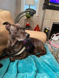 Lost Female Dog last seen Southern boulevard and Arlene intersection, Youngstown, OH 44507