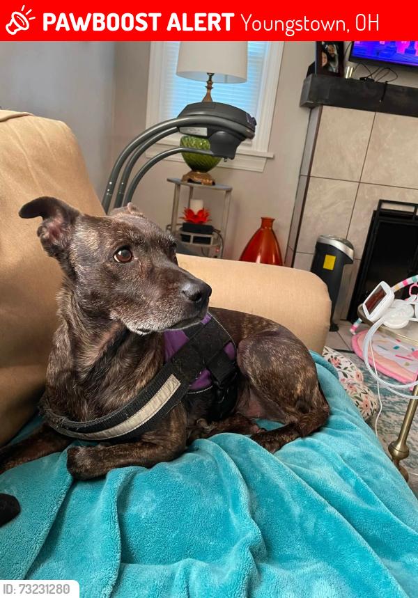 Lost Female Dog last seen Southern boulevard and Arlene intersection, Youngstown, OH 44507