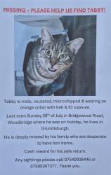 Lost Male Cat last seen Bridgewood Road, Woodbridge, Suffolk, England IP12 4HA