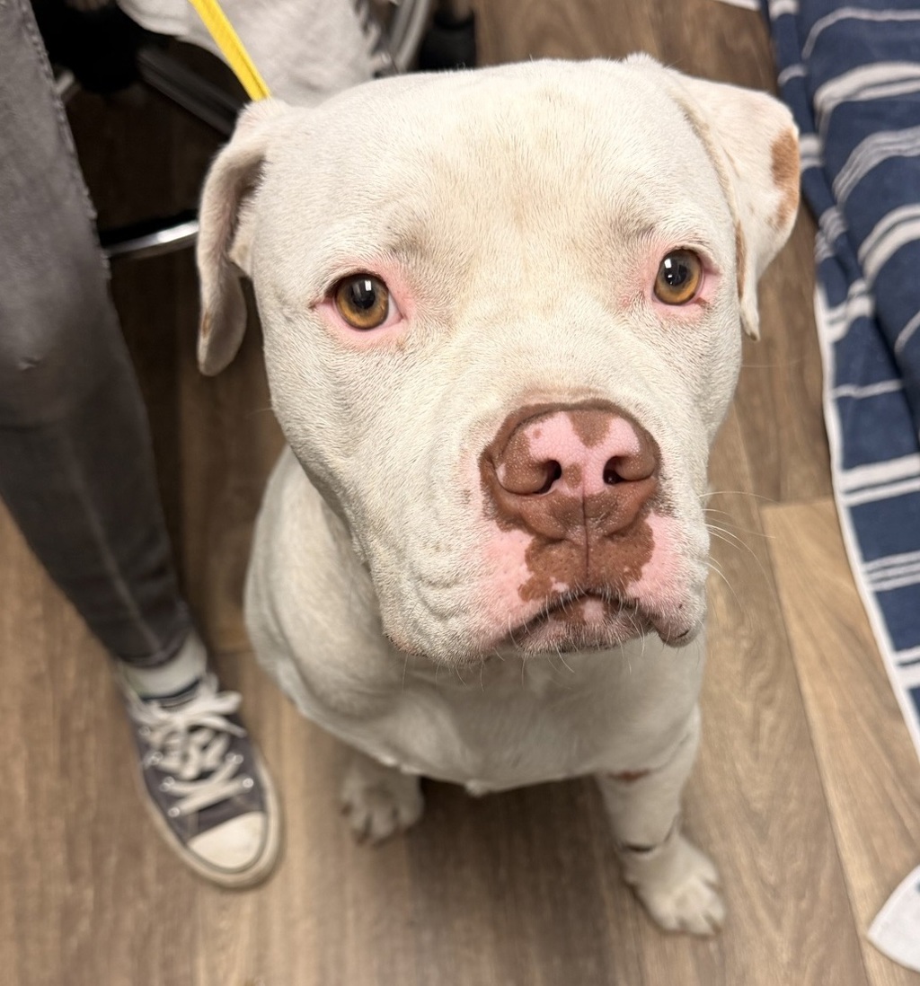 Shelter Stray Male Dog last seen Near S Hotel Circle, San Diego, CA, 92108, 5500 Gaines St, San Diego, CA 92110, USA