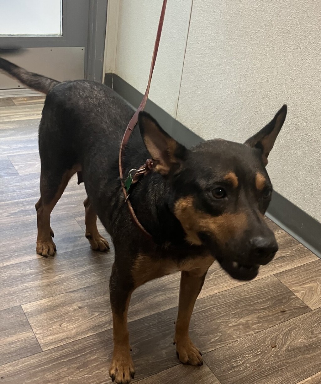 Shelter Stray Female Dog last seen Near E San Ysidro Boulevard, San Diego, CA, 92173, 5500 Gaines St, San Diego, CA 92110, USA