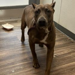 Shelter Stray Female Dog last seen Near Hollister Street, San Diego, CA, 92154, 5500 Gaines St, San Diego, CA 92110, USA