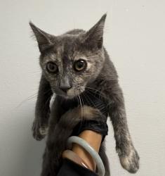 Shelter Stray Female Cat last seen Near Cullen Street, San Diego, CA, 92111, 5500 Gaines St, San Diego, CA 92110, USA
