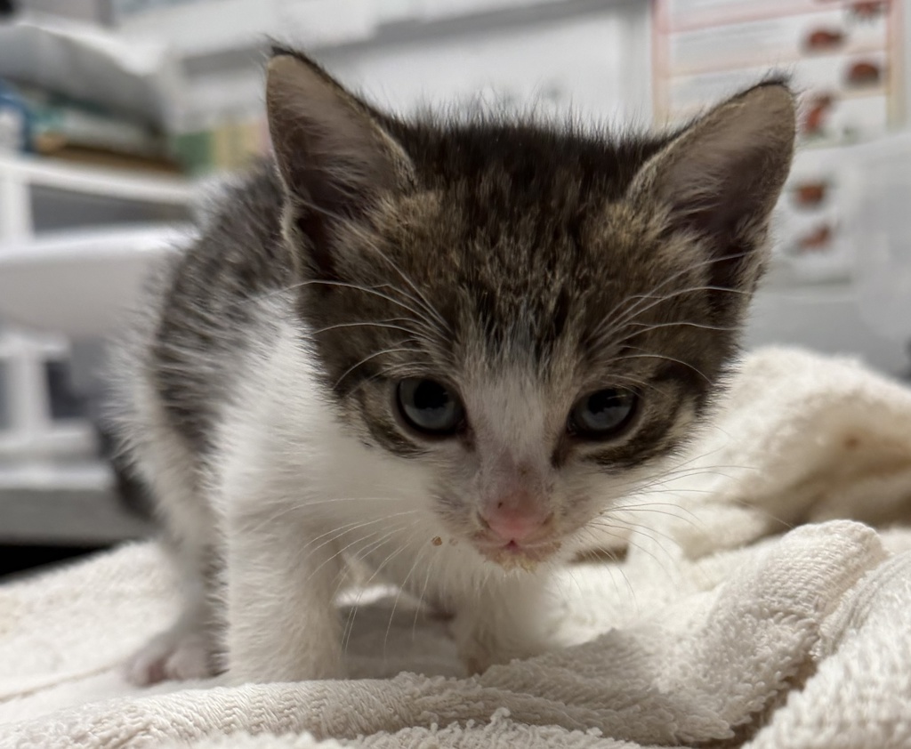 Shelter Stray Female Cat last seen Near W 13th Avenue, Escondido, CA, 92025, Escondido, CA 92027, USA