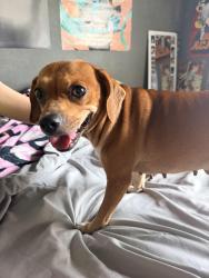 Found/Stray Female Dog last seen Horne rd, Corpus Christi, TX 78416
