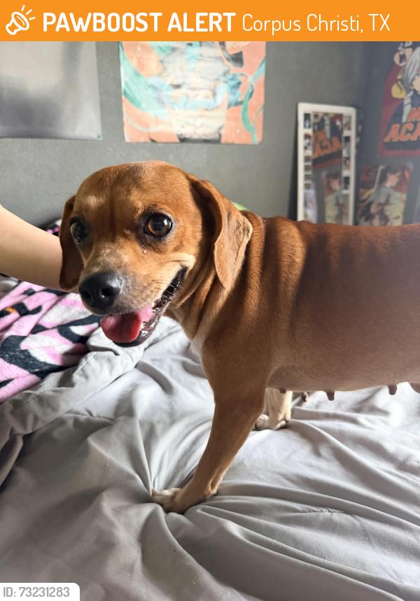 Found/Stray Female Dog last seen Horne rd, Corpus Christi, TX 78416