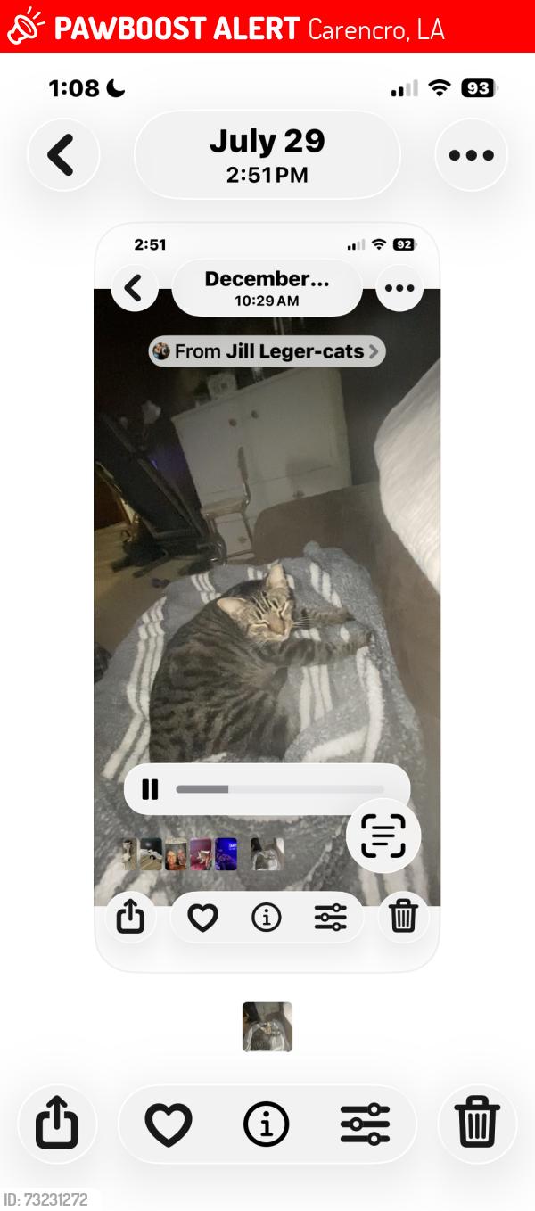 Lost Male Cat last seen Magellan/Hwy 1252, Carencro, LA 70520