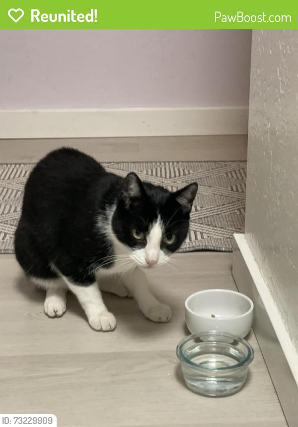 Reunited Male Cat last seen Sacramento and Fillmore, San Francisco, CA 94115