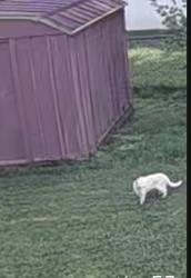 Found/Stray Unknown Cat last seen St.Petersburg, Arnold, MO 63010