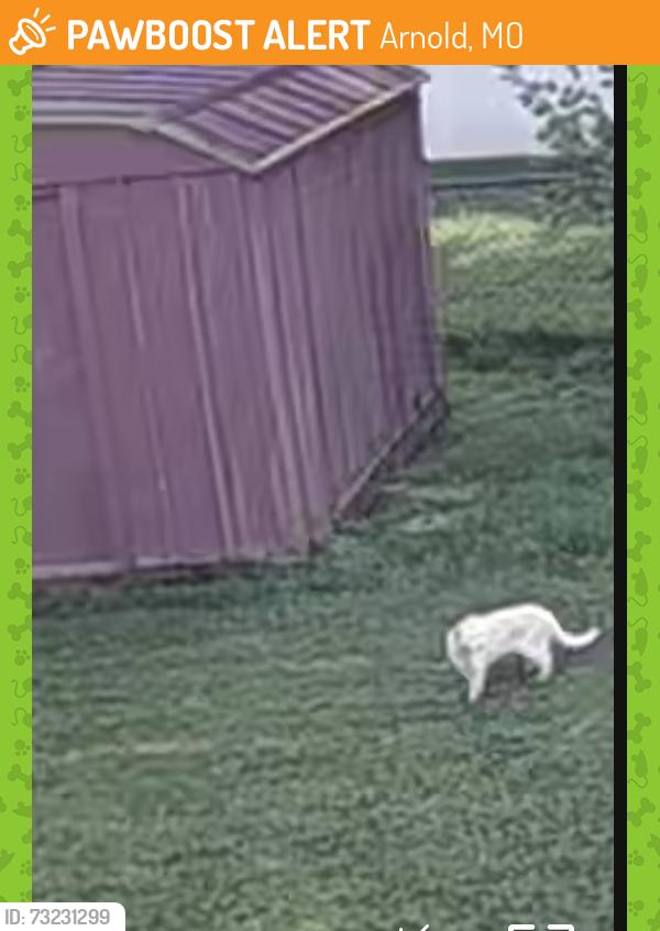 Found/Stray Unknown Cat last seen St.Petersburg, Arnold, MO 63010