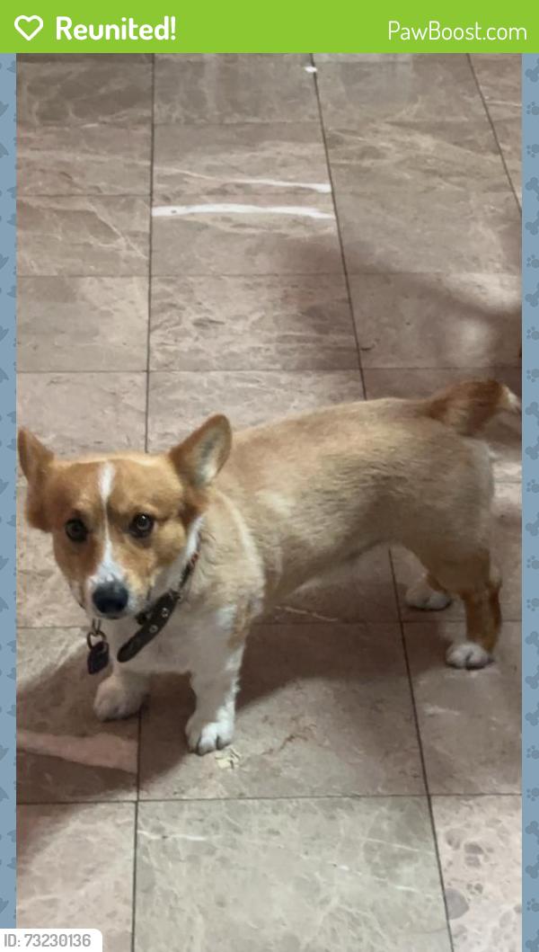 Reunited Male Dog last seen Cottman and Battersby, Philadelphia, PA 19149