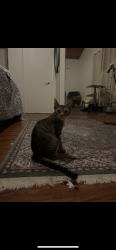 Found/Stray Male Cat last seen right behind my hse, mewing a lot!, Torrance, CA 90505