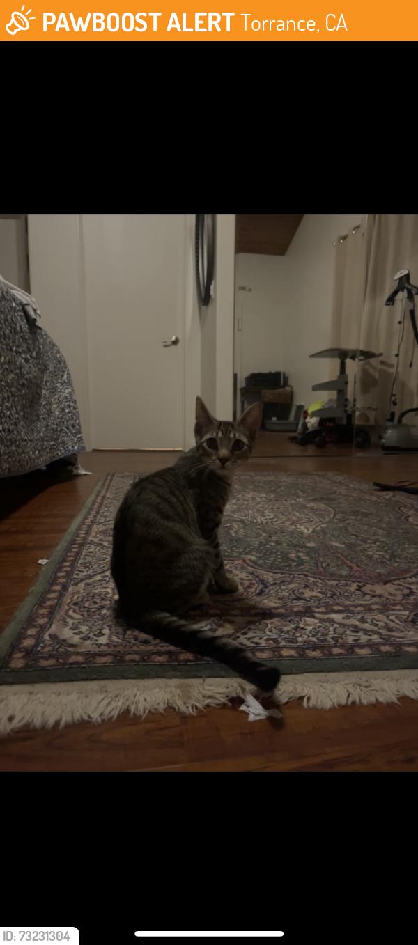 Found/Stray Male Cat last seen right behind my hse, mewing a lot!, Torrance, CA 90505