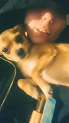 Reunited Male Dog last seen Jane clark park, Tacoma, WA 98402