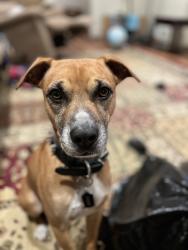 Reunited Male Dog last seen Amwell Rd, Hillsborough Township, NJ 08844