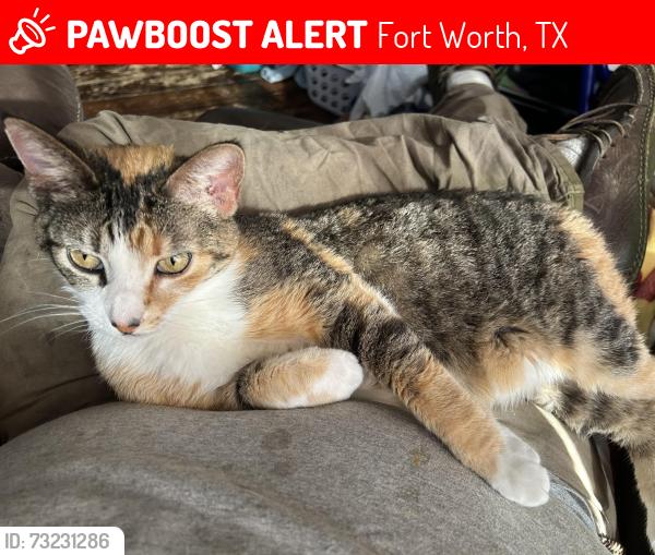 Lost Female Cat last seen Little Mohican Dr., Fort Worth, TX 76179