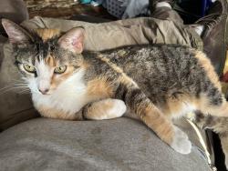 Lost Female Cat last seen Little Mohican Dr., Fort Worth, TX 76179
