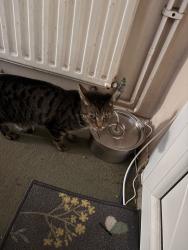 Reunited Male Cat last seen Wandsworth prison est, Greater London, England 