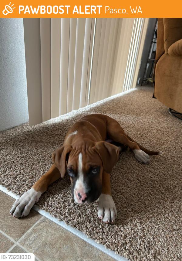 Found/Stray Male Dog last seen Near w sylvester st, Pasco, WA 99301