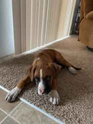 Found/Stray Male Dog last seen Near w sylvester st, Pasco, WA 99301