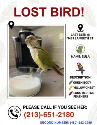 Lost Female Bird last seen Lambeth and Los Feliz Blvd., Los Angeles, CA 90027