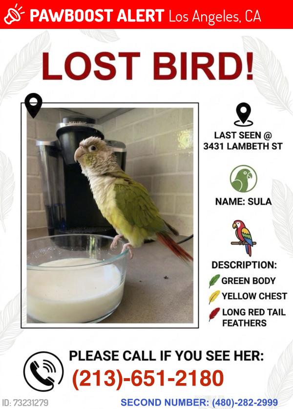Lost Female Bird last seen Lambeth and Los Feliz Blvd., Los Angeles, CA 90027