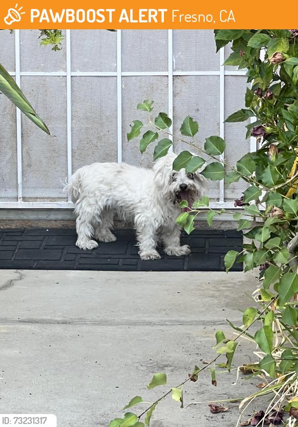 Found/Stray Unknown Dog last seen Willow and Behymer, Fresno, CA 93720