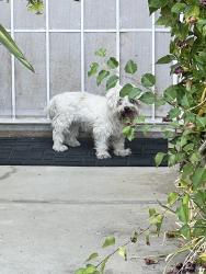 Found/Stray Unknown Dog last seen Willow and Behymer, Fresno, CA 93720