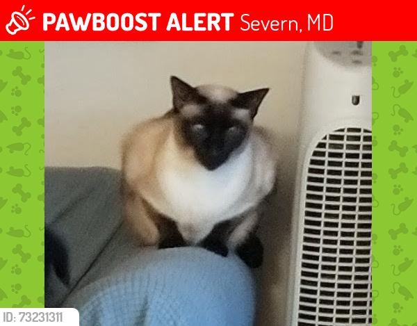 Lost Female Cat last seen Pasturebrook & Silo Ct New Cut Farms, Severn, MD 21144