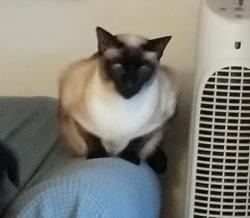 Lost Female Cat last seen Pasturebrook & Silo Ct New Cut Farms, Severn, MD 21144