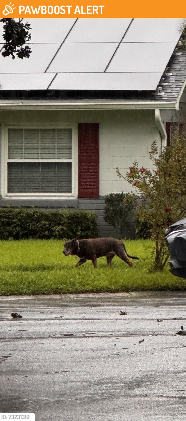 Found/Stray Unknown Dog last seen Roaming at cul de sac, Altamonte Springs, FL 32714