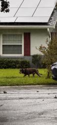 Found/Stray Unknown Dog last seen Roaming at cul de sac, Altamonte Springs, FL 32714