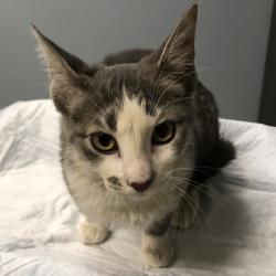 Shelter Stray Female Cat last seen , 1013 Garfield St, Oak Park, IL 60304, USA