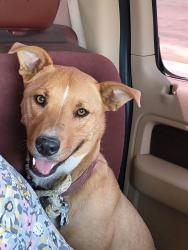 Found/Stray Female Dog last seen Near feed lot south of Dalhart, Canyon, TX 79015