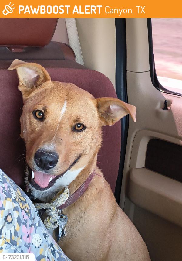 Found/Stray Female Dog last seen Near feed lot south of Dalhart, Canyon, TX 79015