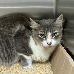 Shelter Stray Female Cat last seen , 361 S Raymond Ave, Pasadena, CA 91105, USA