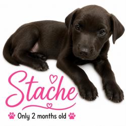 Shelter Stray Female Dog last seen , 2350 Appling City Cove, Memphis, TN 38133, USA