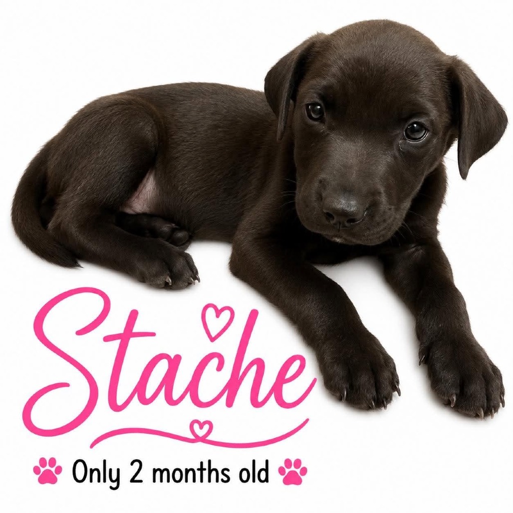 Shelter Stray Female Dog last seen , 2350 Appling City Cove, Memphis, TN 38133, USA